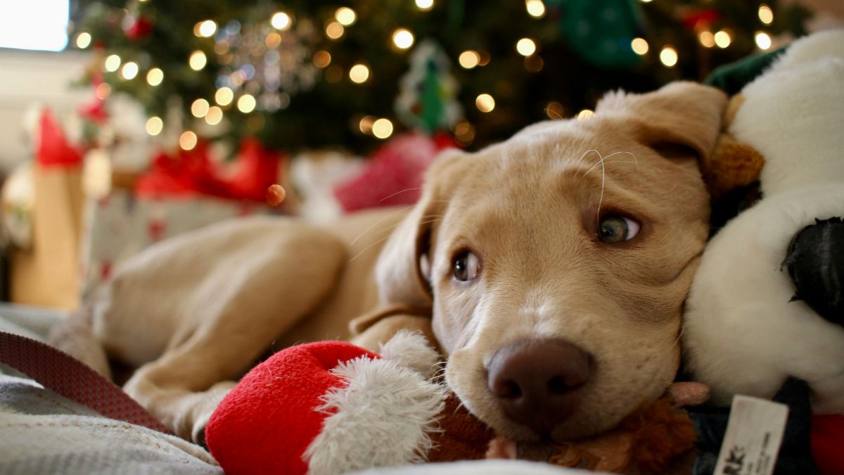 A dog lying down in front of christmas lights in the background with toys all around